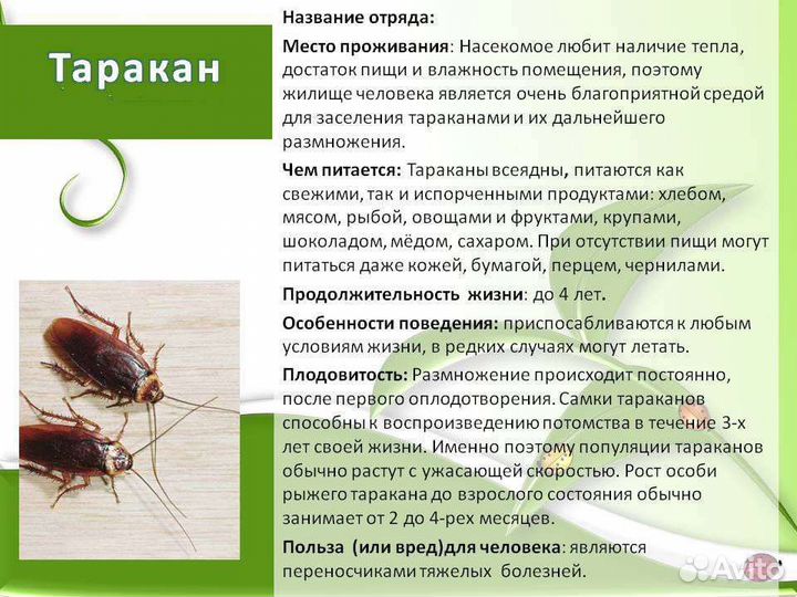 Уничтожение насекомых