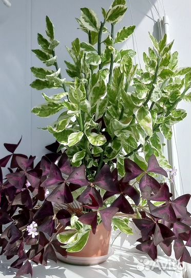 Комнатные растения Педилантус
