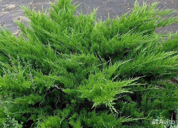 Можжевельник, саженцы