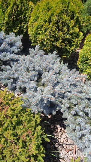 Ель pungens glauca globosa (nana)