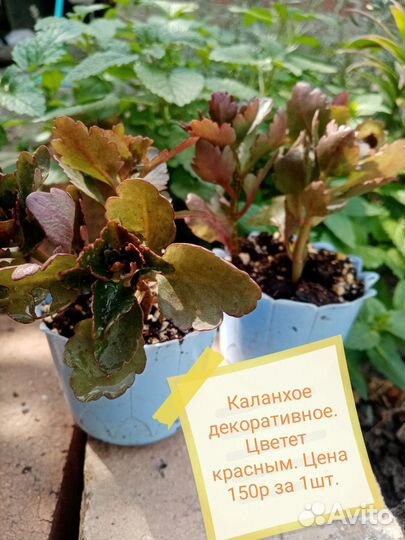 Декоративное каланхое, хавортия Жемчужная