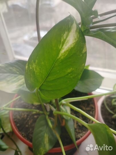 Эпипремнум золотистый