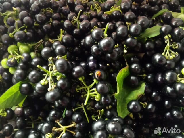 Семена санберри или черники-форте