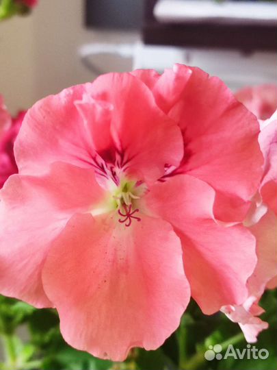 Шикарная пеларгония, большие цветы