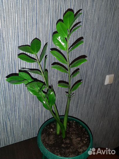 Замиокулькас