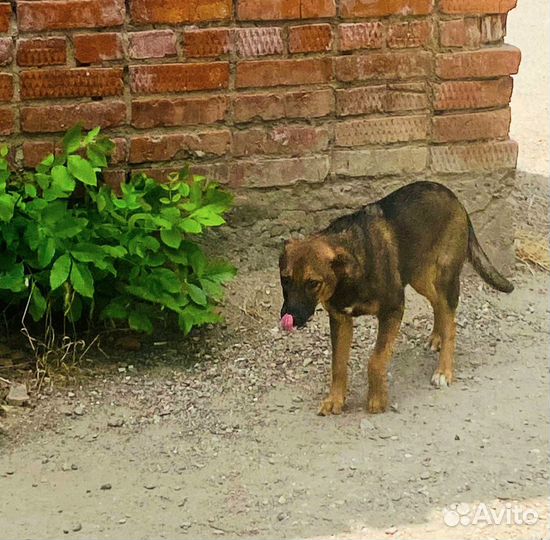 Щенок девочка в добрые руки