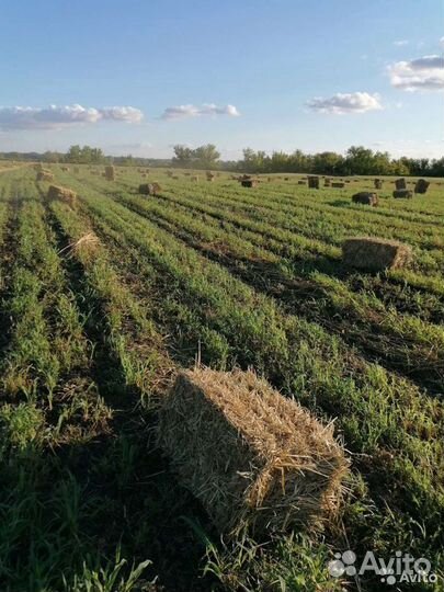 Сено суданка