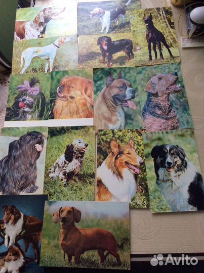 Открытки Обезьяны, собаки, дети