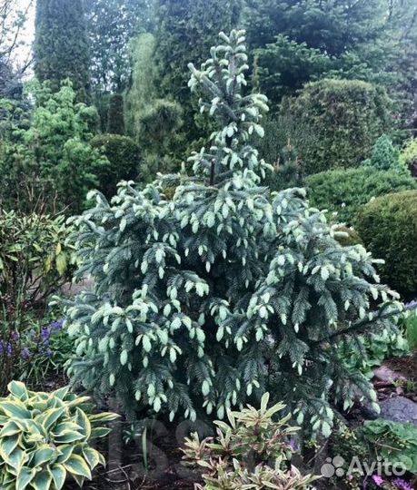 Ель Плакучая, разные сорта, саженцы