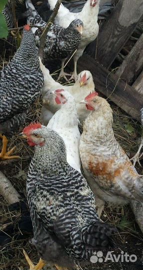 Молодые петушки