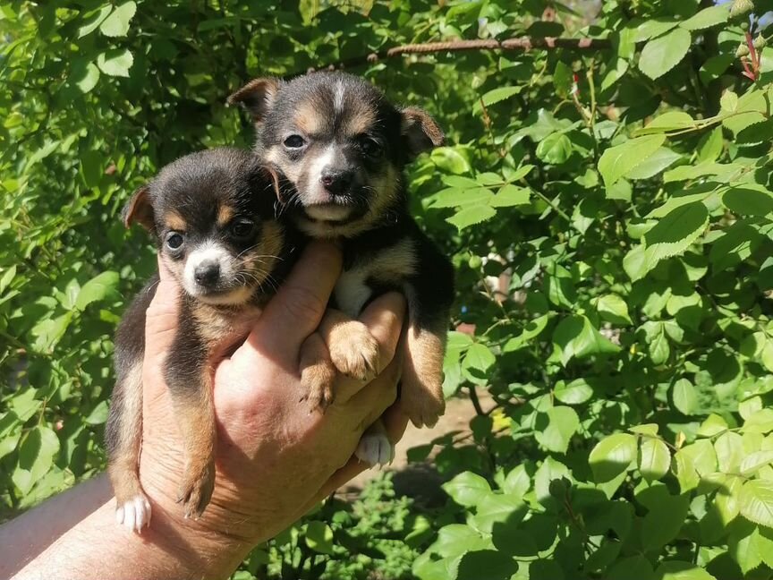 Тоечки девочки