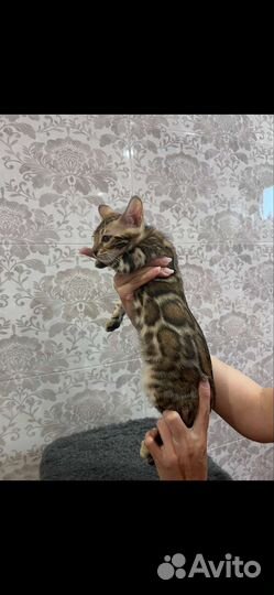 Бенгальские котята