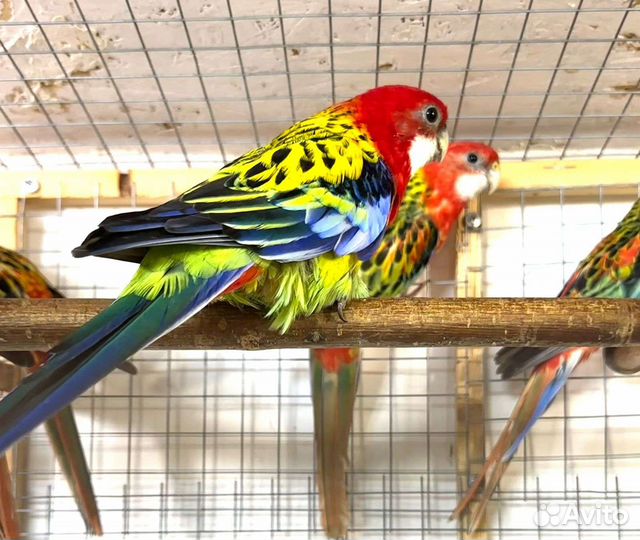 Попугай Розелла молодежь