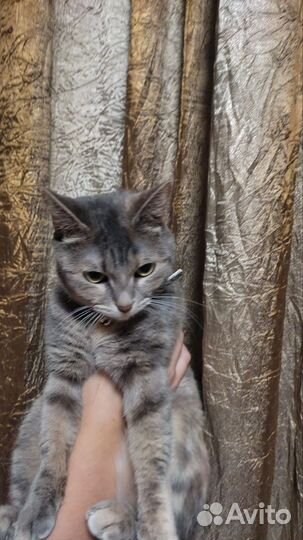 Трехцветная кошечка