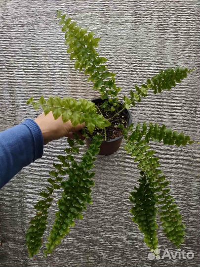 Нефролепис exaltata 'Rooseveltii