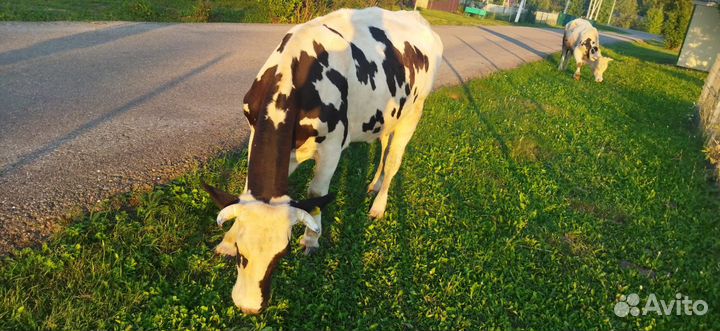 Корова дойная