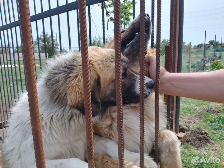 Щенки Московской сторожевой (фото папы и мамы)