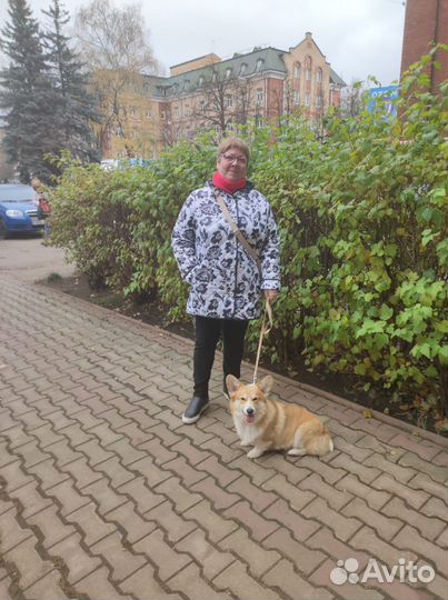 Индивидуальная передержка собак