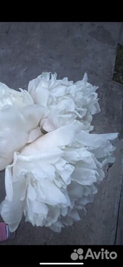 Саженцы пионов