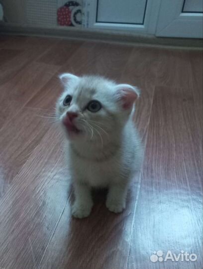 Котёнок девочка породистая