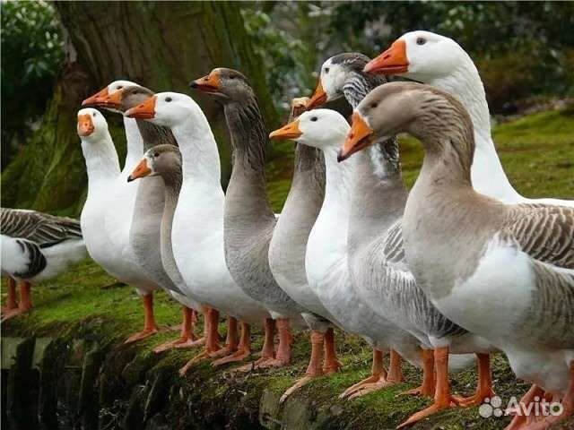 Фабричное инкубационное яйцо