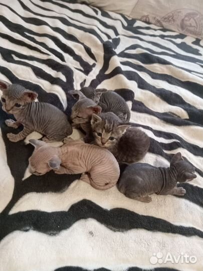 Донской сфинкс котята