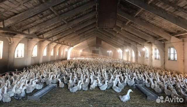 Цыплята и Утята с Птицефермы