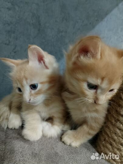 Котята в дом