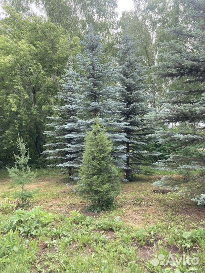 Ель голубая