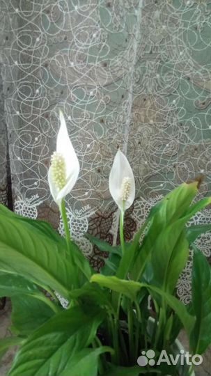 Женское счастье