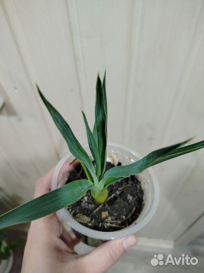 Юкка садовая