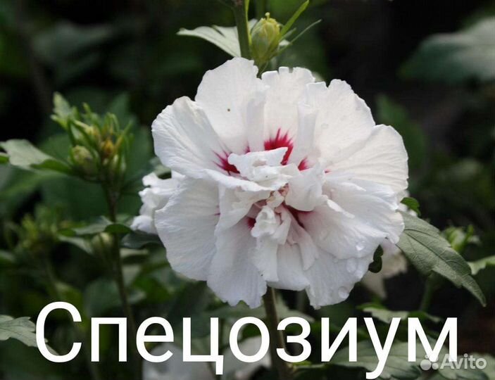 Гибискус махровый саженцы