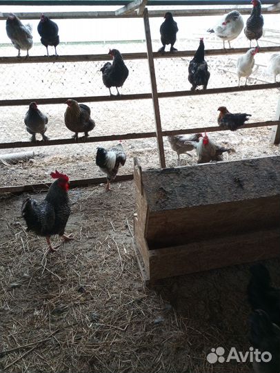 Продам домашние кур