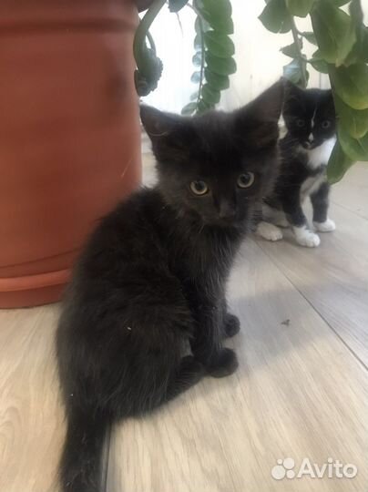 Кошки в добрые руки