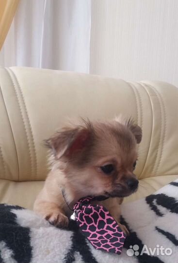 Чихуахуа породные курносые