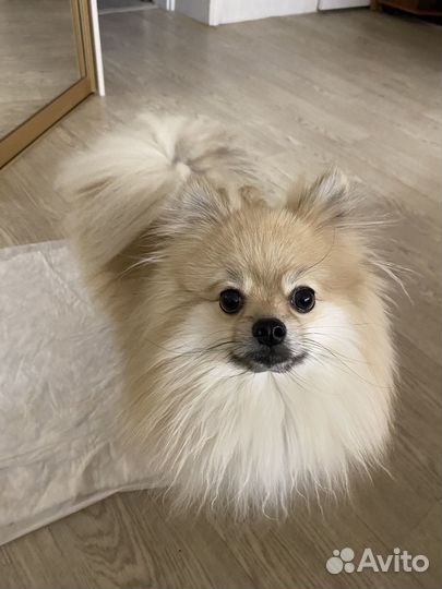 Продам Померанского шпица