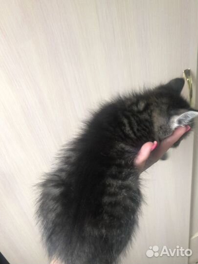 Котёнка в заботливые руки