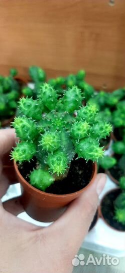 Эуфорбия монструоза