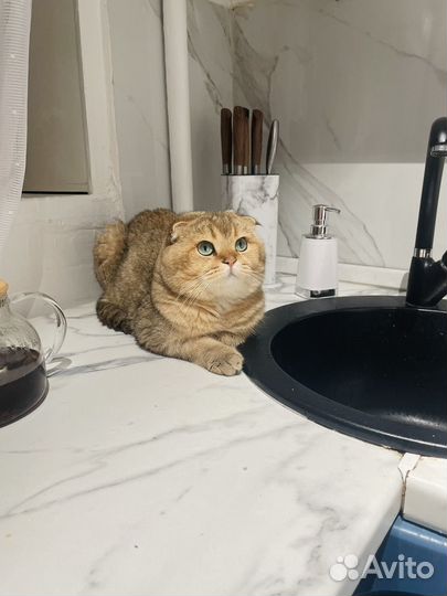 Шотландские котята+кот на вязку