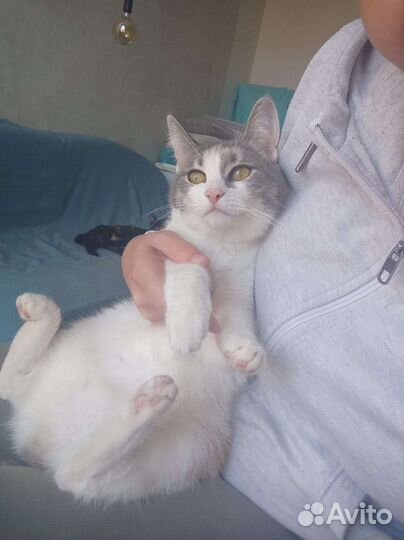 Кошка Мышка в дар, стерилизована, привита