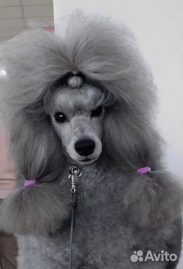 Щенки серебристого пуделя