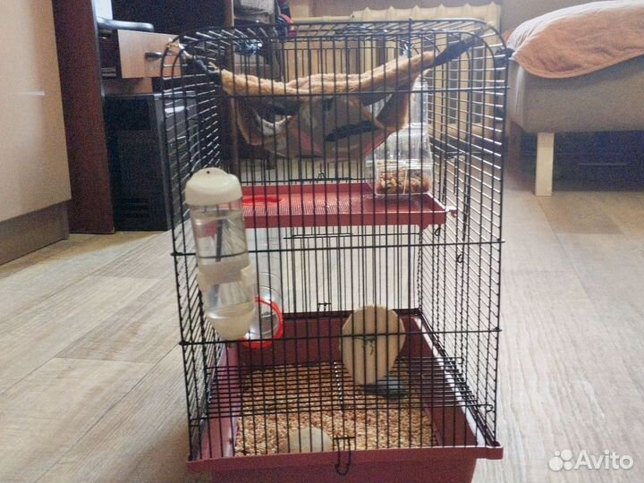 Крысы дамбо с клеткой