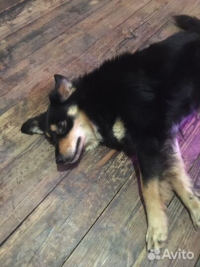 Собака в добрые руки