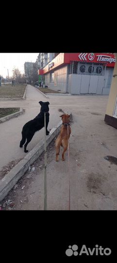 Отдам собак в добрые руки