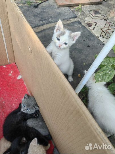 Котята очень красивые в дар