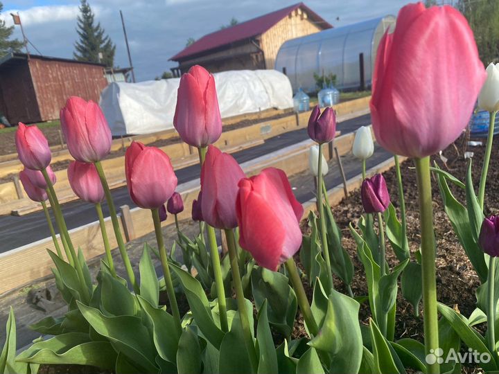 Луковицы тюльпана