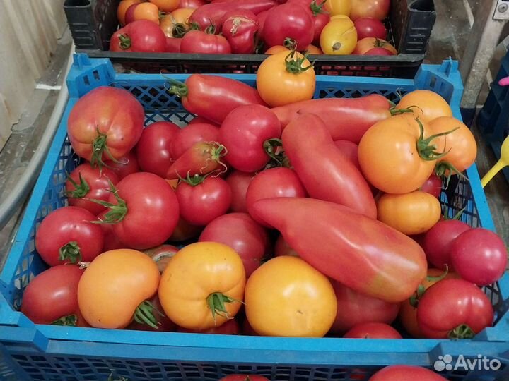 Помидоры свежие домашние