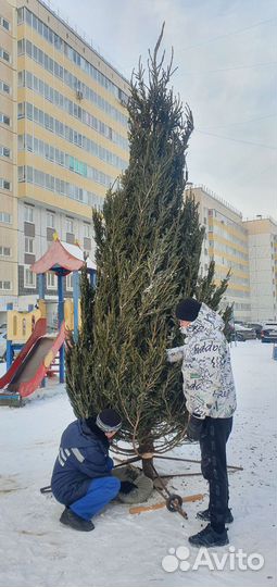 Ели живые новогоднии большие