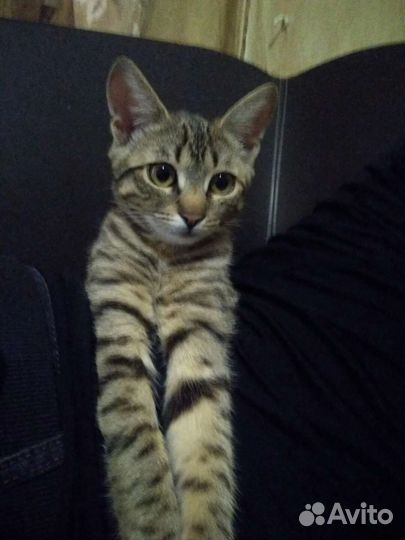 Кошечка Муся