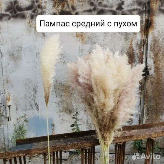 Пампас 2023. Сухоцветы